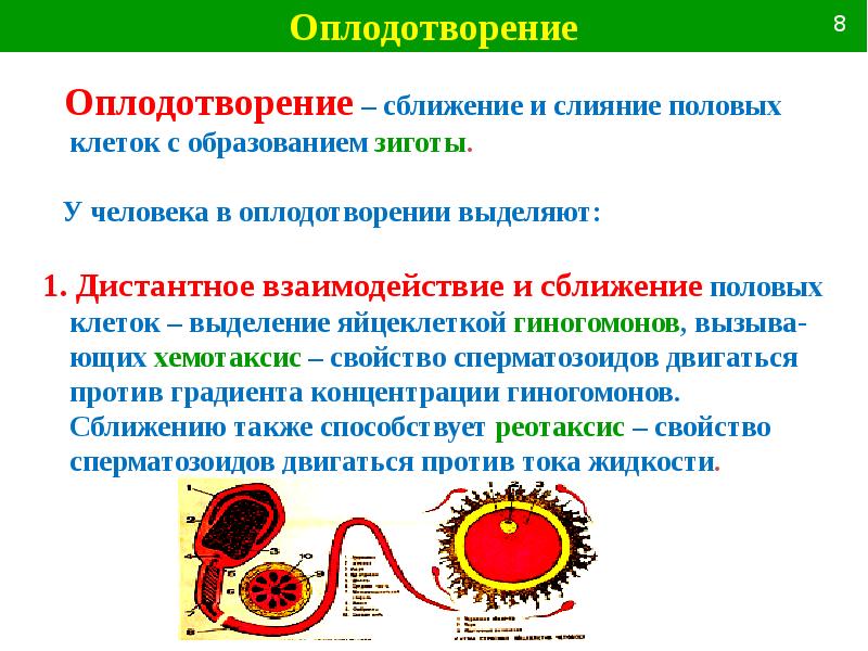 Сравнение основ. Основы сравнительной эмбриологии.