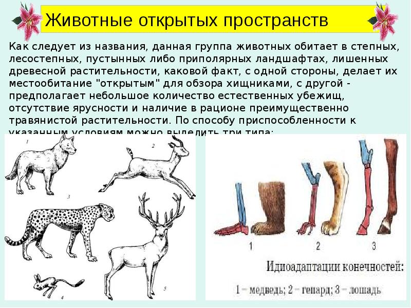 Экологические группы млекопитающих презентация 8 класс