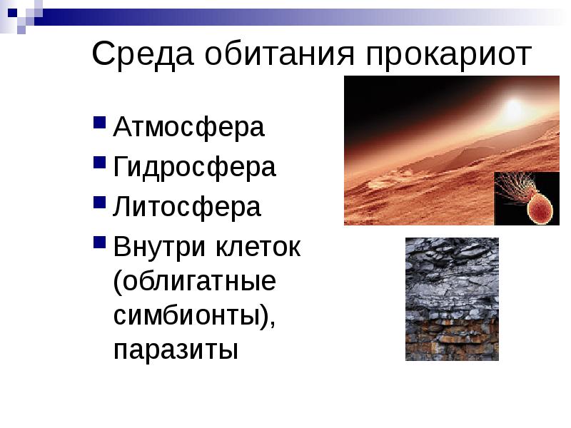 Среда обитания прокариот Атмосфера Гидросфера Литосфера Внутри клеток (облигатные симбионты), паразиты