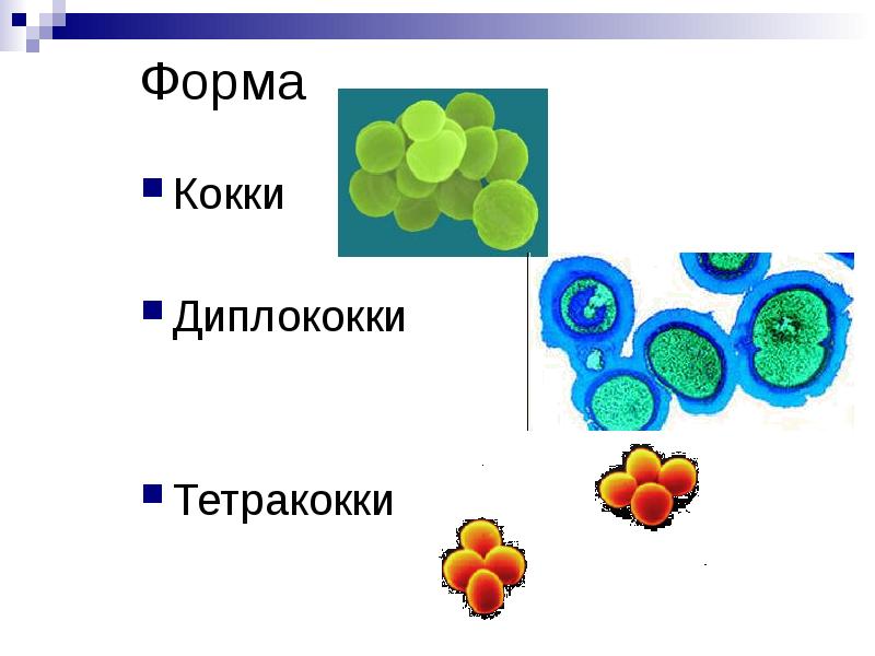 Форма Кокки Диплококки Тетракокки