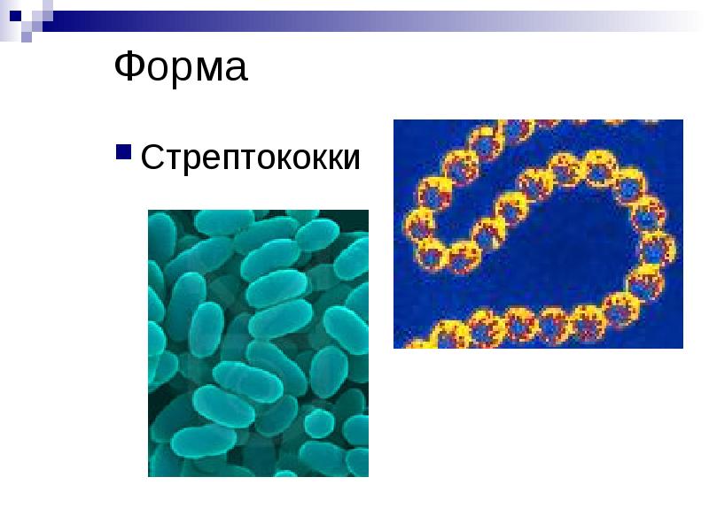 Форма Стрептококки