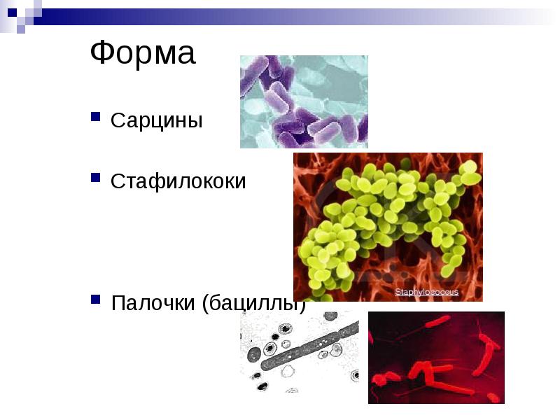 Форма Сарцины Стафилококи Палочки (бациллы)