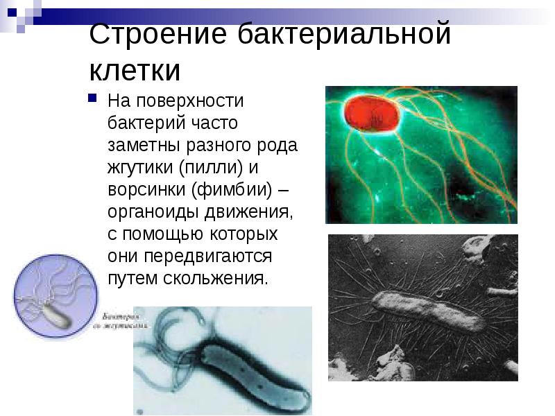 Строение бактериальной клетки На поверхности бактерий часто заметны разного рода жгутики
