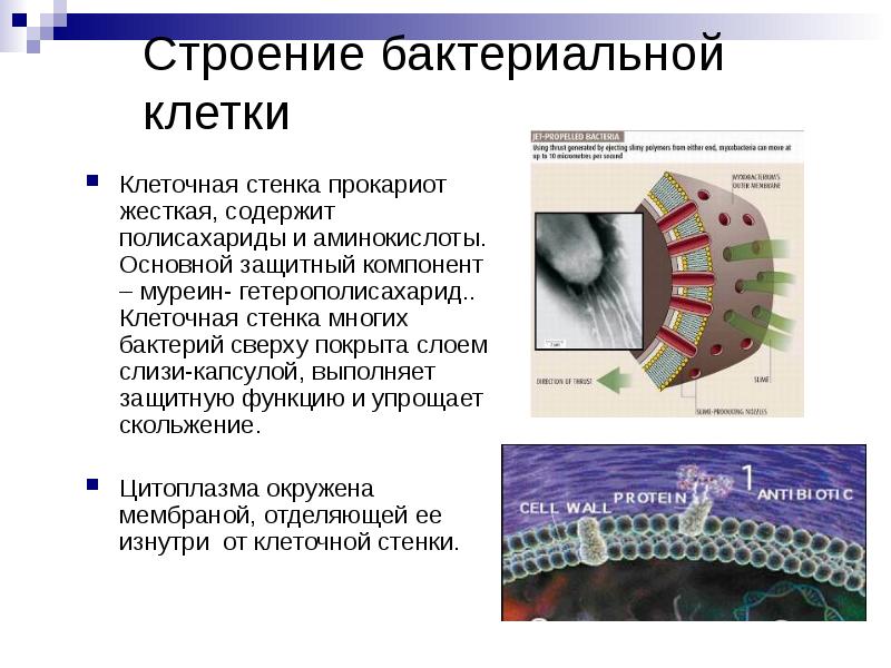 Строение бактериальной клетки Клеточная стенка прокариот жесткая, содержит полисахариды и аминокислоты.