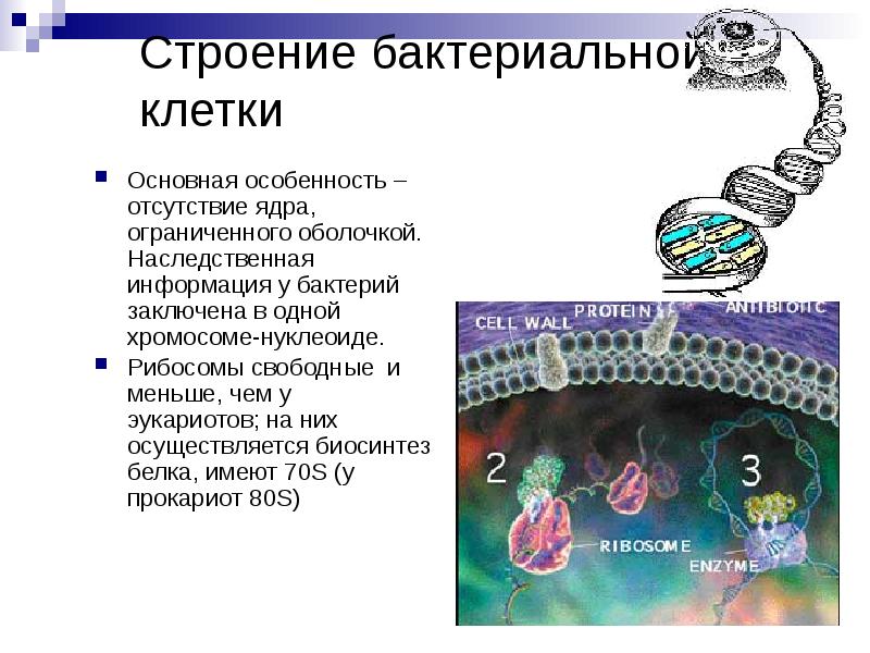 Строение бактериальной клетки Основная особенность – отсутствие ядра, ограниченного оболочкой. Наследственная