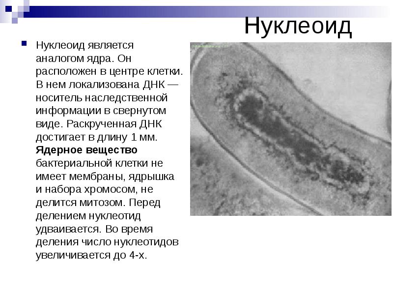 Нуклеоид  Нуклеоид является аналогом ядра. Он расположен в центре клетки.