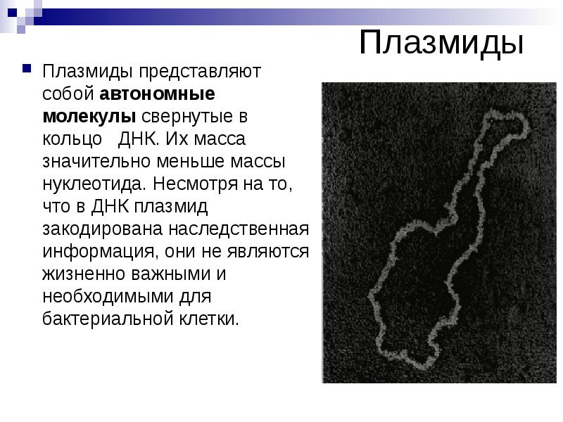 Плазмиды Плазмиды представляют собой автономные молекулы свернутые в кольцо  ДНК.