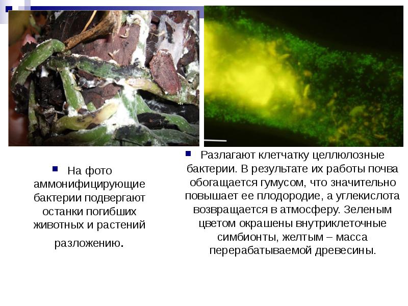 На фото аммонифицирующие бактерии подвергают останки погибших животных и растений разложению.