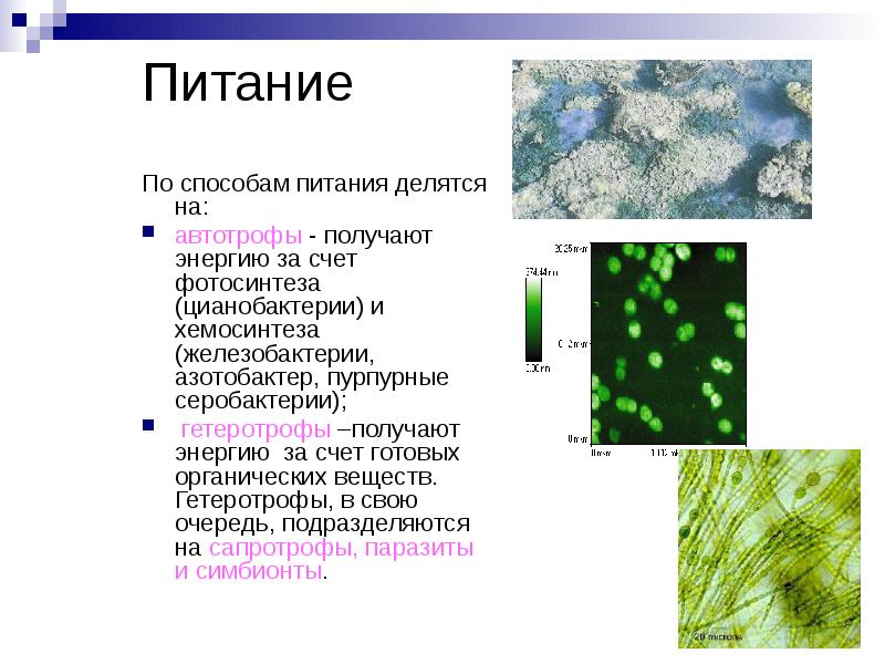 Питание По способам питания делятся на: автотрофы - получают энергию за