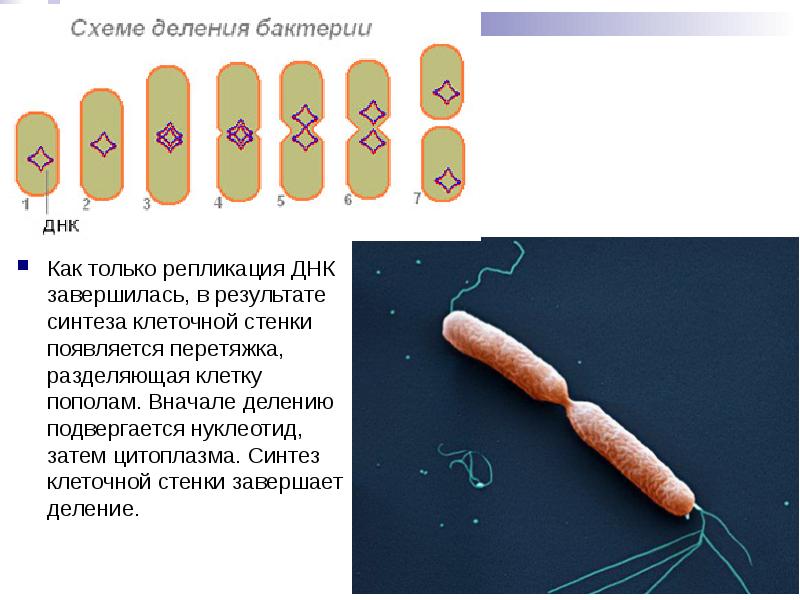 Как только репликация ДНК завершилась, в результате синтеза клеточной стенки появляется