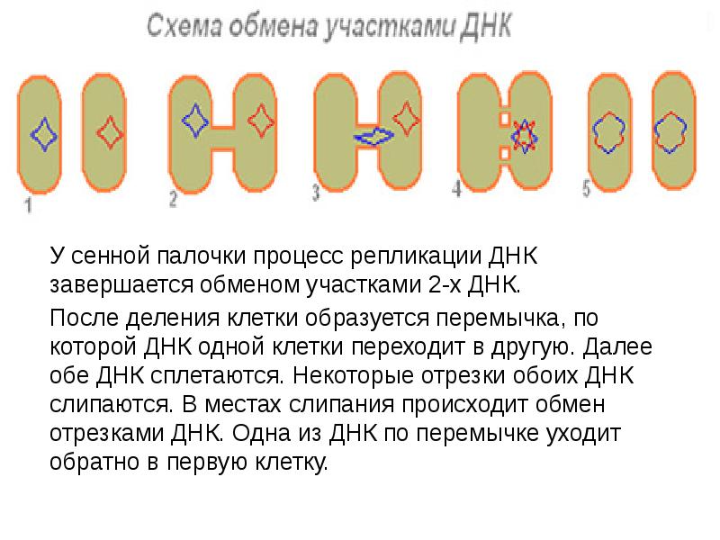 У сенной палочки процесс репликации ДНК завершается обменом участками 2-х ДНК.