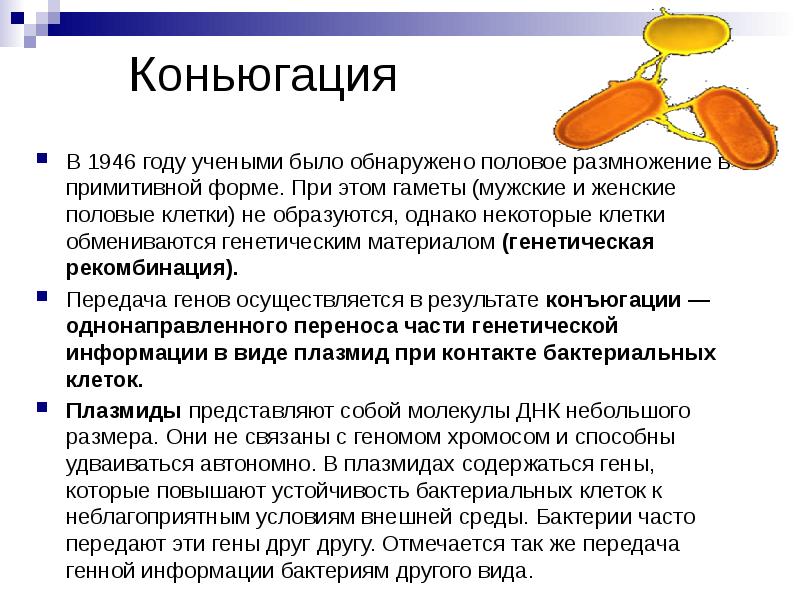 Коньюгация В 1946 году учеными было обнаружено половое размножение в примитивной
