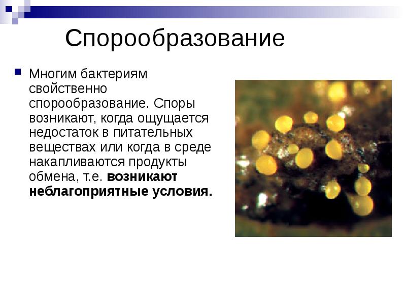 Спорообразование Многим бактериям свойственно спорообразование. Споры возникают, когда ощущается недостаток в