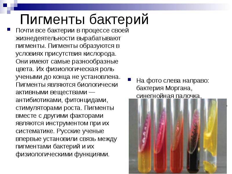 Пигменты бактерий   Почти все бактерии в процессе своей жизнедеятельности