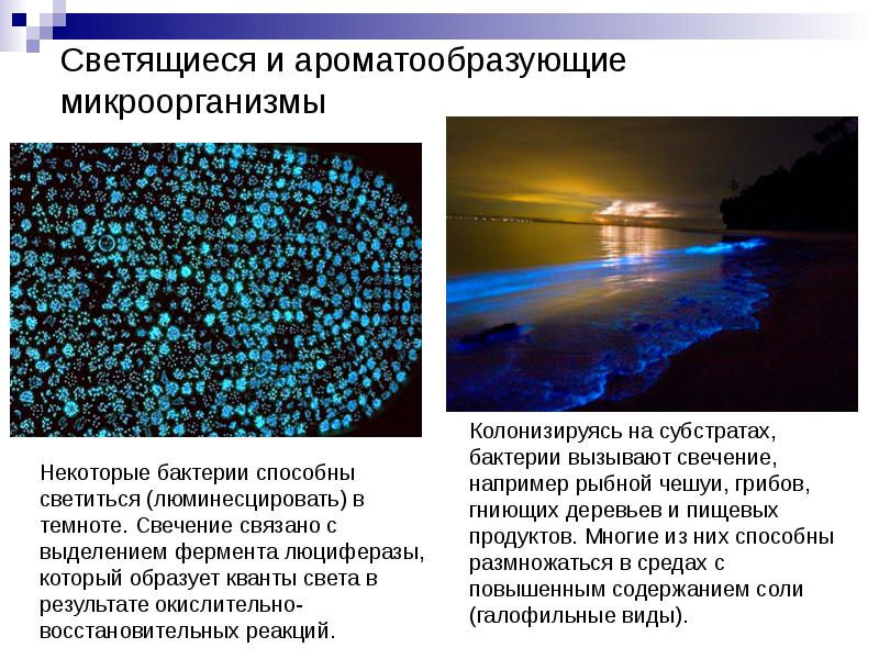 Светящиеся и ароматообразующие микроорганизмы