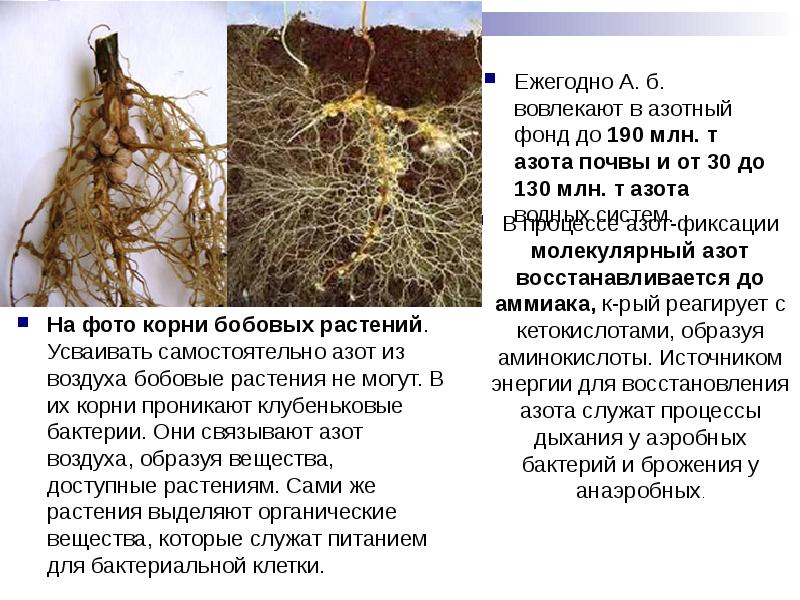 На фото корни бобовых растений. Усваивать самостоятельно азот из воздуха бобовые