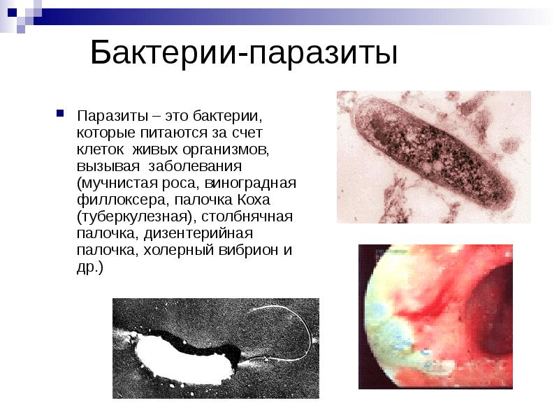 Бактерии-паразиты Паразиты – это бактерии, которые питаются за счет клеток живых