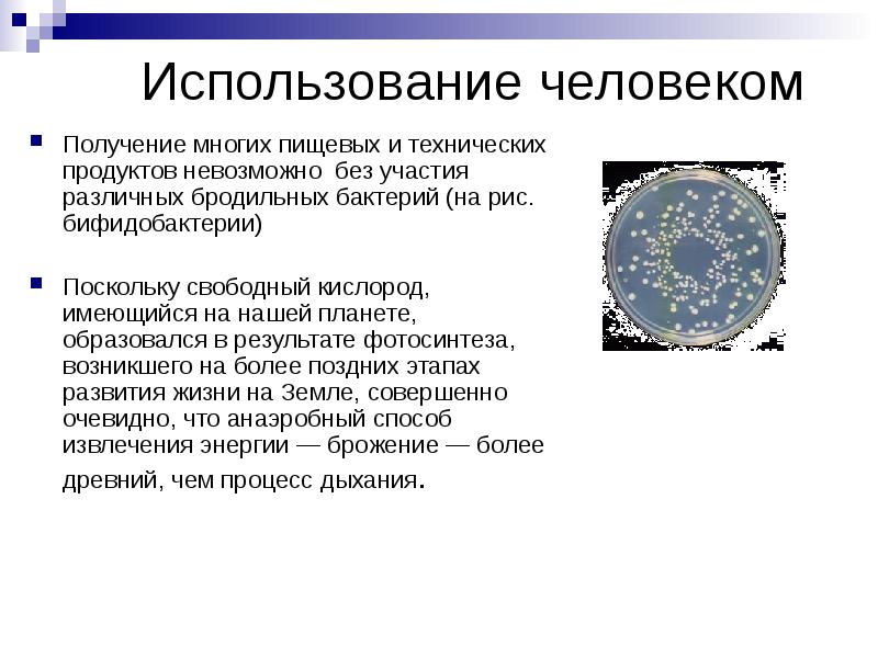 Использование человеком Получение многих пищевых и технических продуктов невозможно без участия