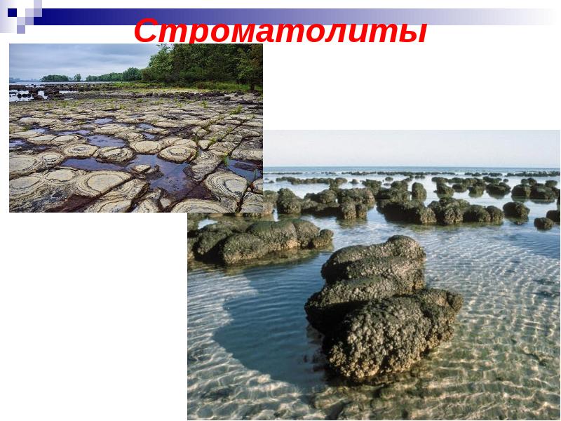 Строматолиты