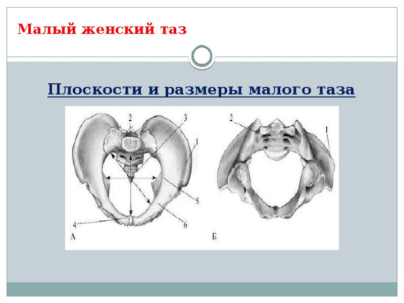 Размеры женского таза презентация