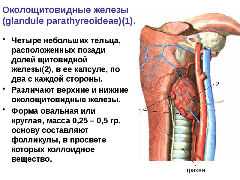 Паращитовидная железа фото где находится