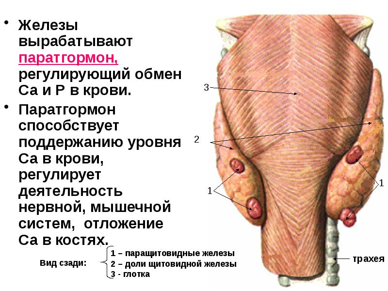 Паращитовидная железа фото где находится