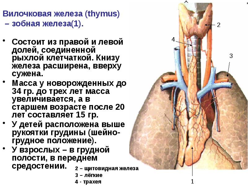 Вилочковая железа презентация