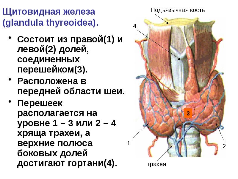 Щитовидная железа где находится схема у женщины