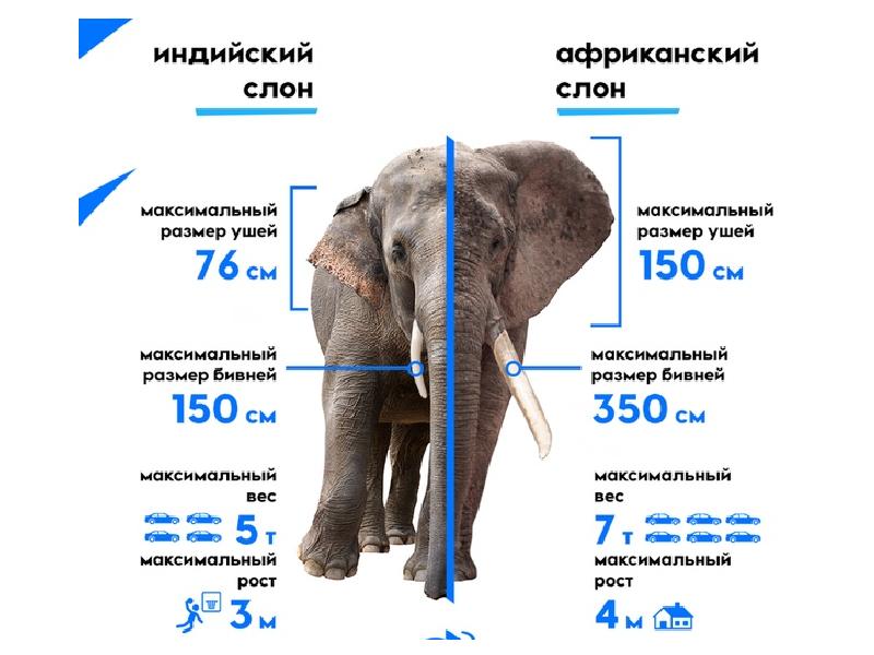 Сколько слонов в мире