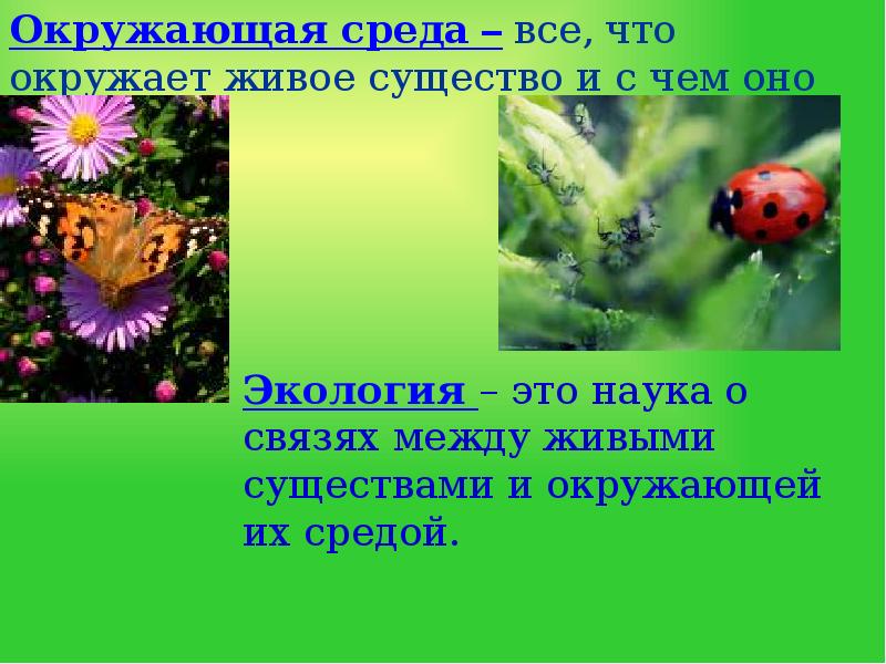 Презентация впереди лето 2 класс окружающий мир школа россии презентация