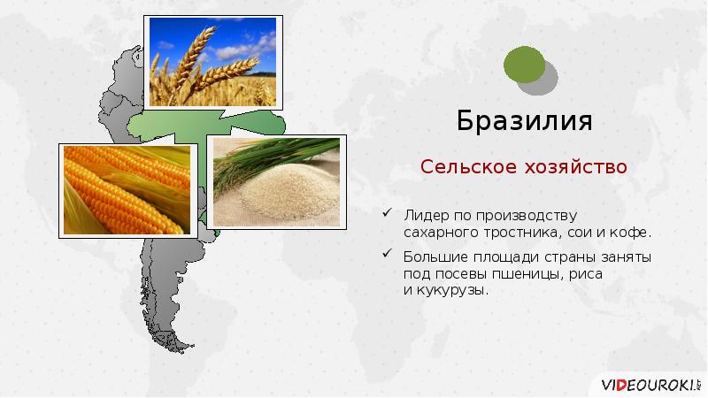 Размещение сельского хозяйства бразилии. Страны производители сахарного тростника в Латинской Америке. Страны производящие сахарный тростник в Латинской Америке. Бразилия хозяйство 10 класс презентация. Страны Лидеры по производству сахарного тростника.