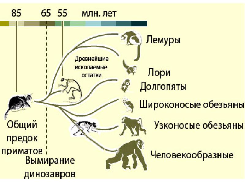 Антропогенез человека схема