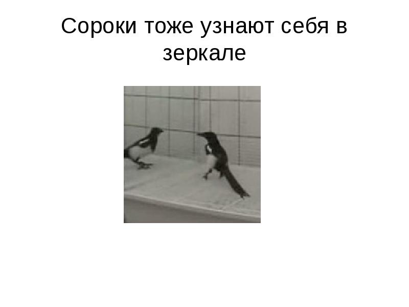 Тоже проверить. Сорока и зеркало. Сорока узнает себя в зеркале. Птицы которые узнают себя в зеркале. Собаки узнают себя в зеркале или нет.
