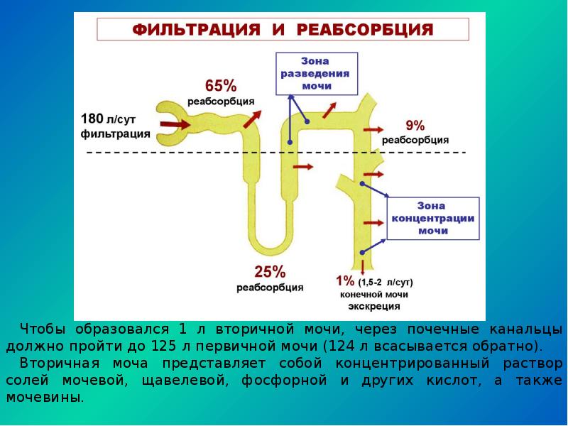 Функционирование нефрона и образование мочи схема