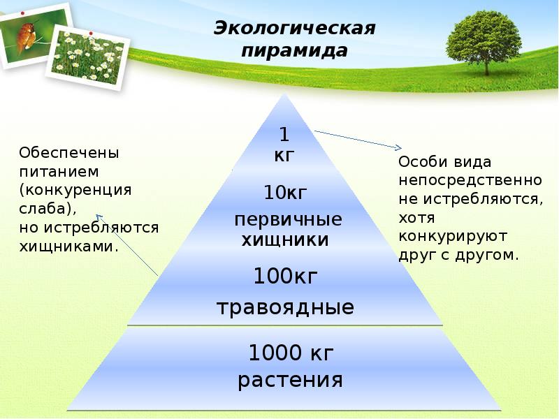 Пирамиды биология 11 класс. Экосистема структура экосистемы. Структура экосистемы презентация. Структурная организация экосистемы. Структура экосистемы биология.