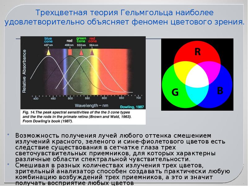 Гельмгольц глаз. Теория Гельмгольца. Цветовое зрение у рыб. Цветовое зрение обеспечивают. За цветовое зрение отвечают.