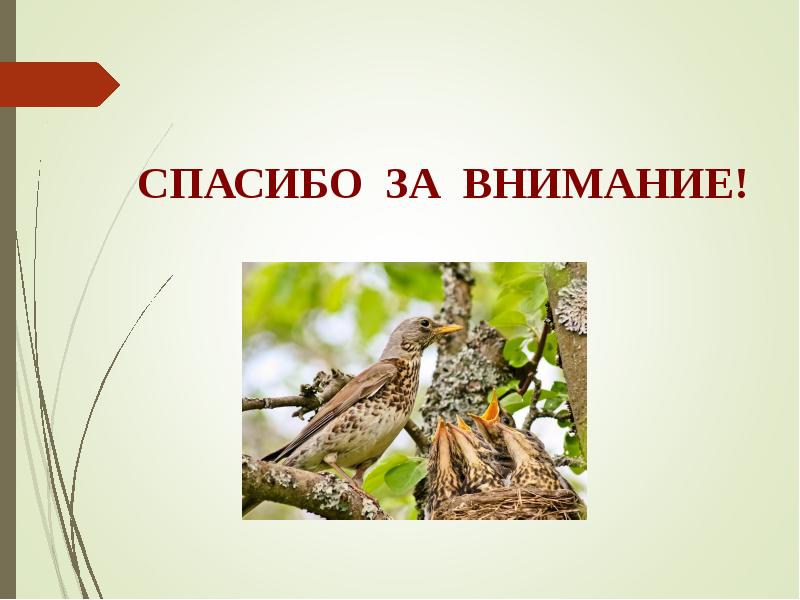 Помощь дроздам. Помощь дроздам