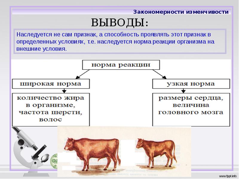 Ненаследственная изменчивость примеры картинки