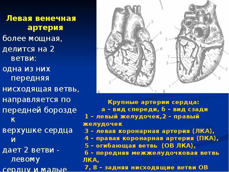 Артерии делятся на