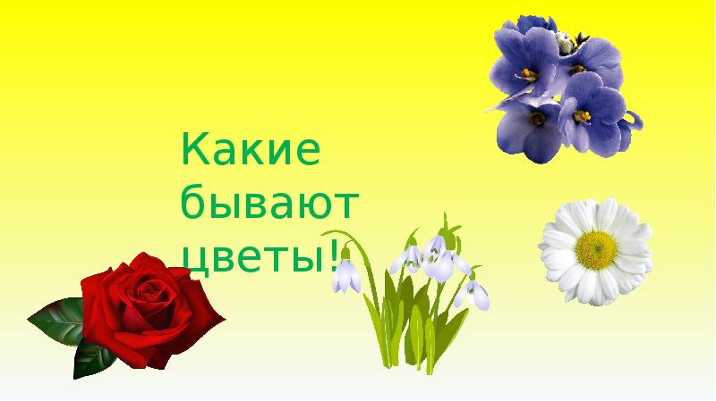 Включи каких цветов. Цветы бывают. Какие бывают цветы для презентации. Какие бывают цветы презентация для детей. Цветы вставить в презентацию.