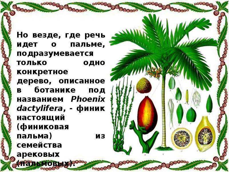 Мария и константин собрали и подготовили для гербария образцы растений финиковая пальма однодольные