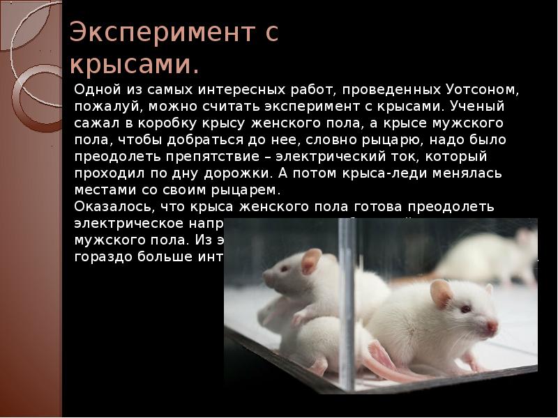 Крысы в идеальных условиях. Опыт с крысами эксперимент. Опыт над крысами в идеальных условиях.