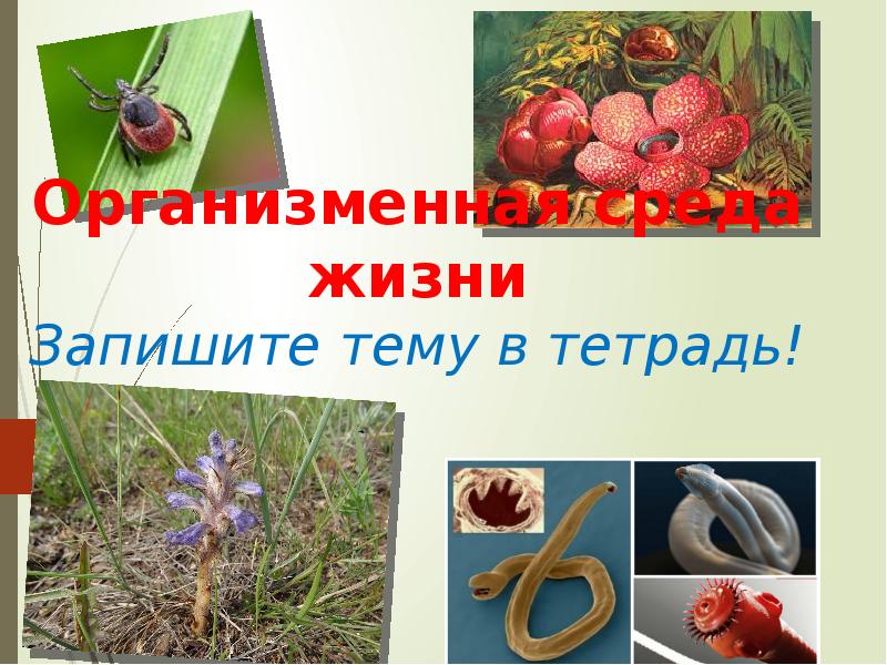 биология таблица среды жизни планеты земля. обитатели водной среды обитания. синквейн на тему организменная среда. среда обитания. среды обитние организмов.