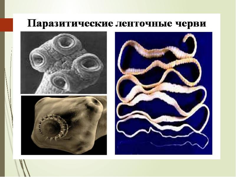 Организменная среда картинки