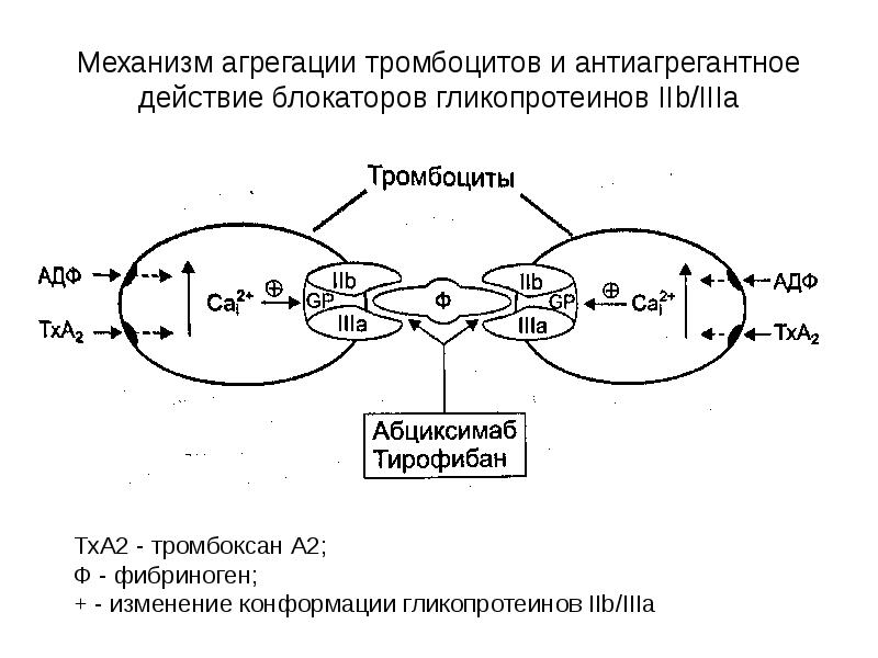 Схема агрегации тромбоцитов