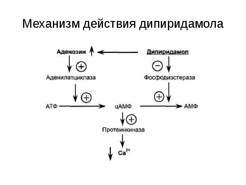 Каков механизм действия. Механизм действия дипиридамола. Дипиридамол механизм действия. Механизм антиангинального действия дипиридол. Курантил механизм действия.