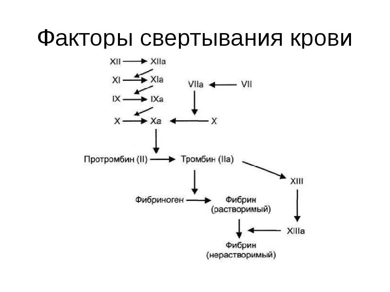 Факторы свертывания крови схема