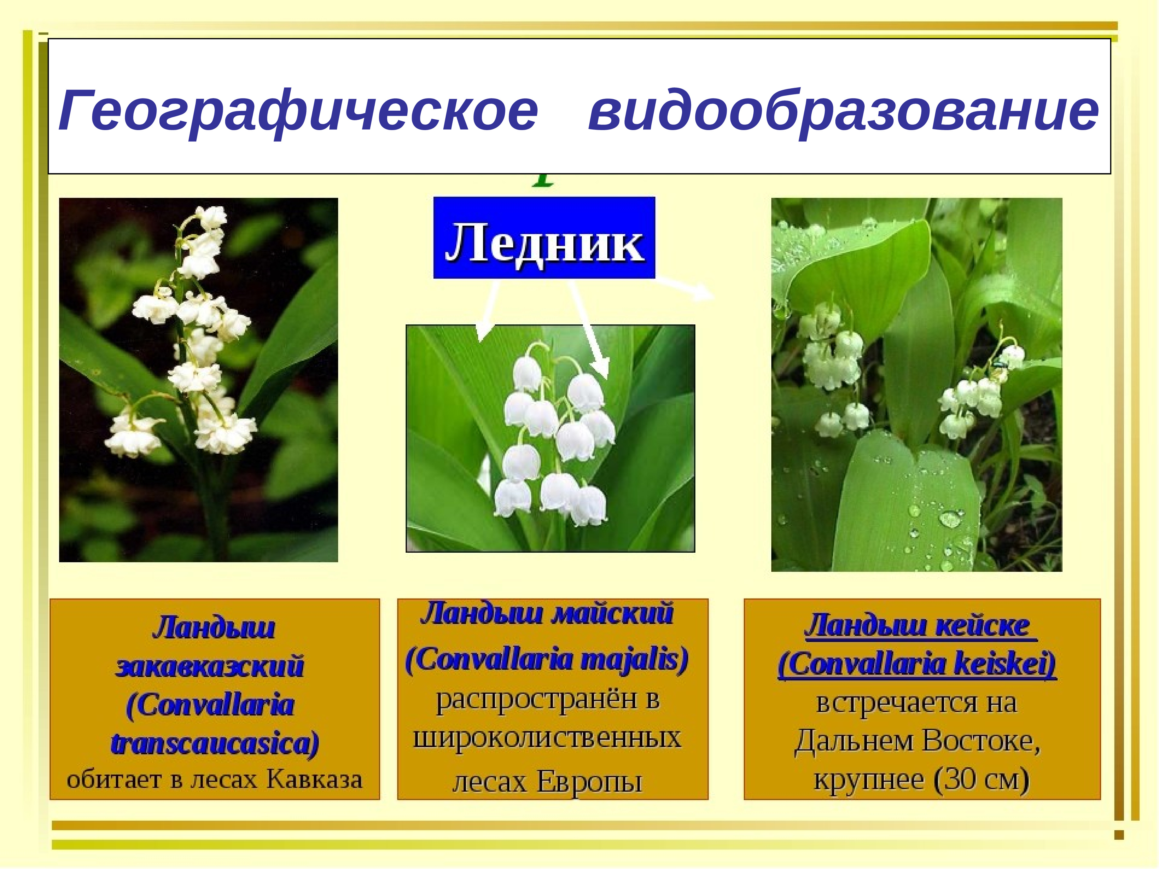 Географическое видообразование. Видообразование. Видообразование ландыша. Географическое и экологическое видообразование.