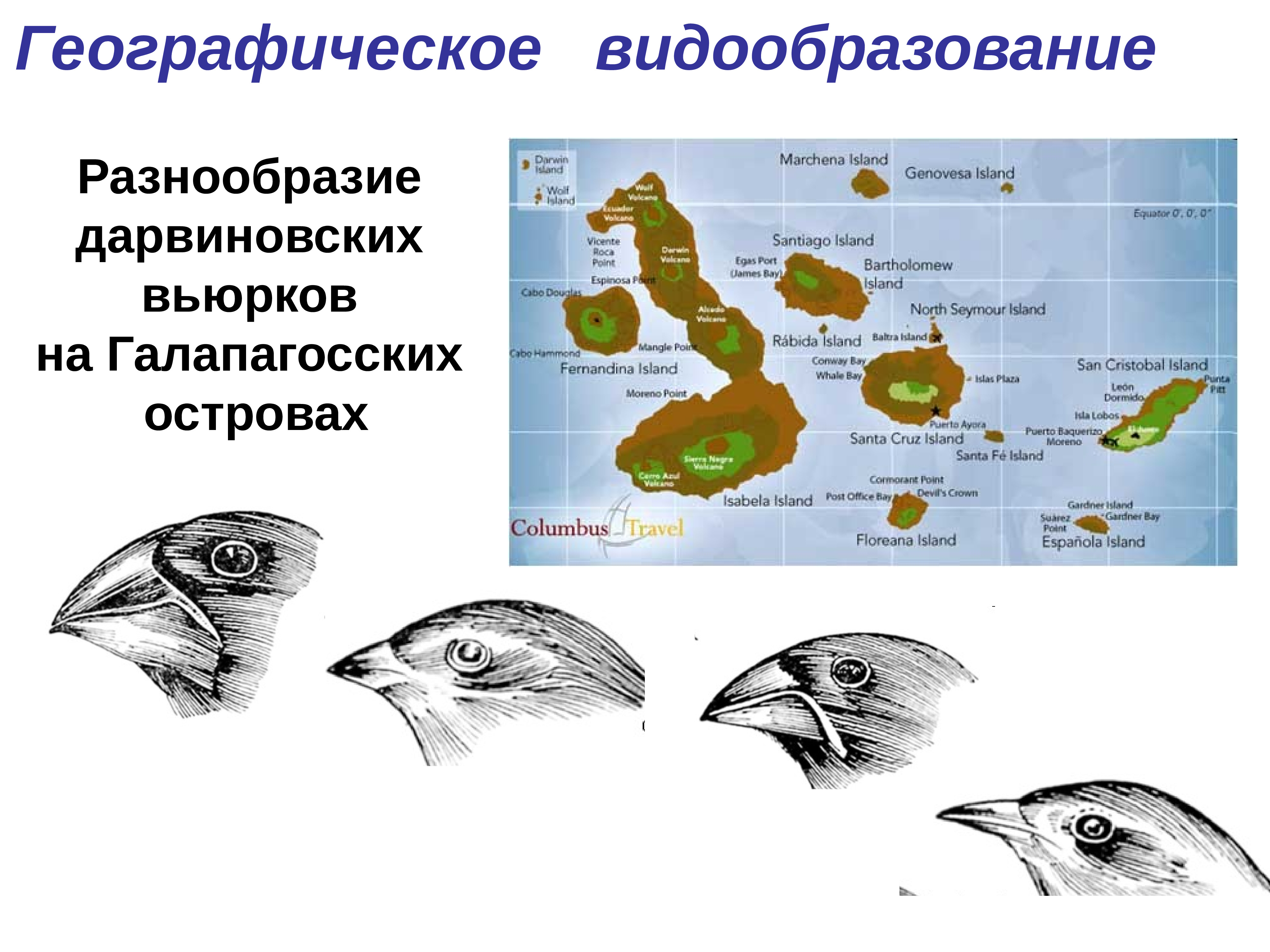 Схема географического видообразования