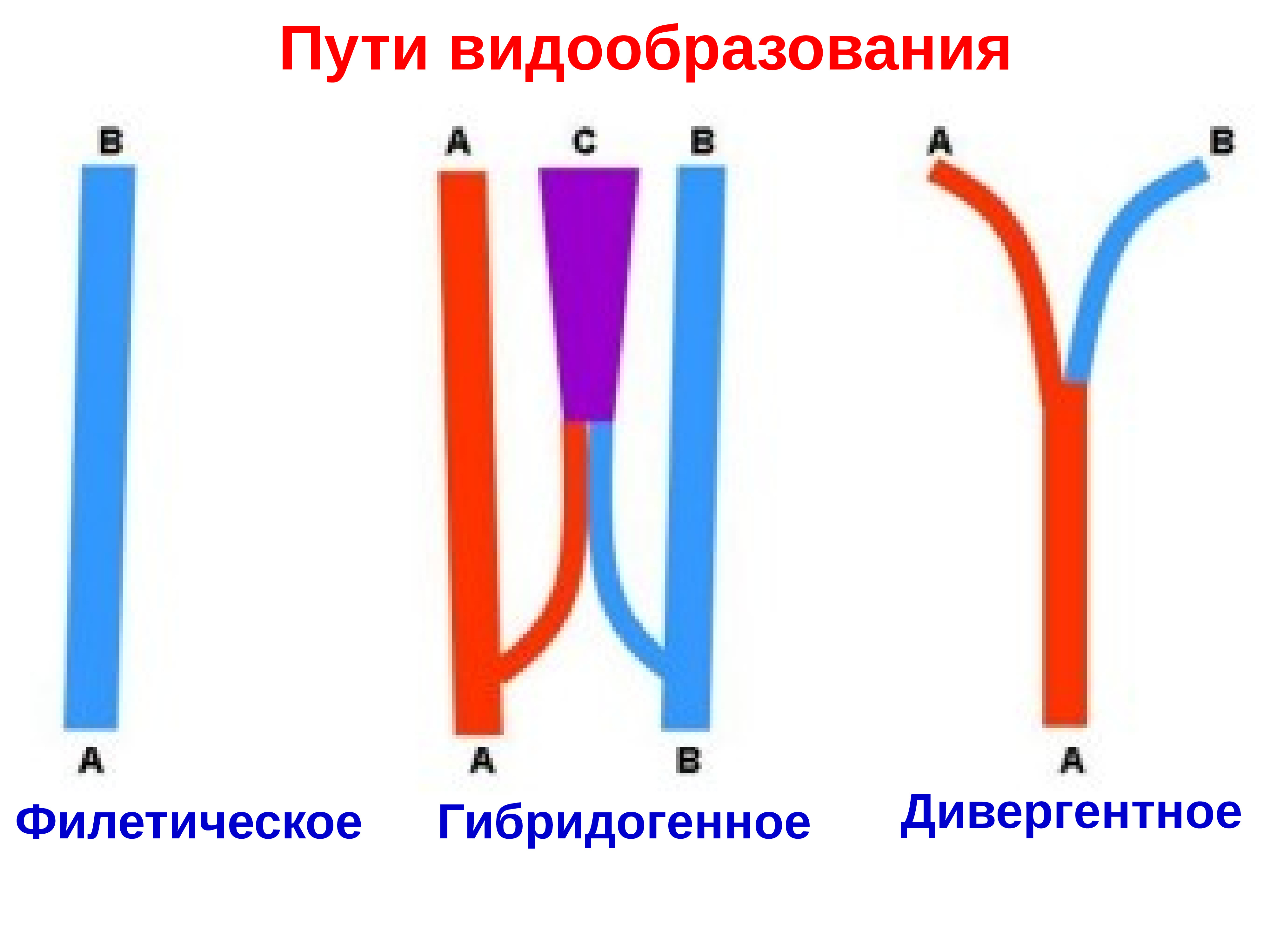 Какой тип видообразования изображен на рисунке